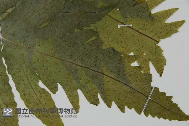 蛇脈三叉蕨藏品圖，第3張