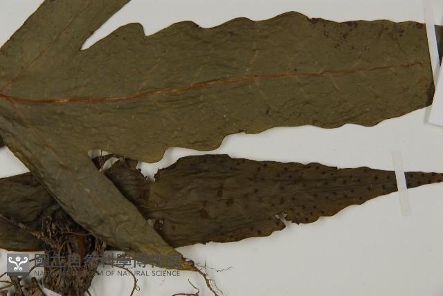 紫柄三叉蕨藏品圖，第3張