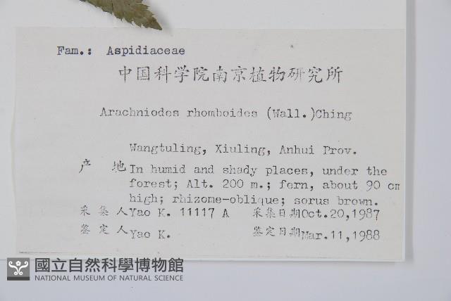 斜方複葉耳蕨藏品圖，第2張