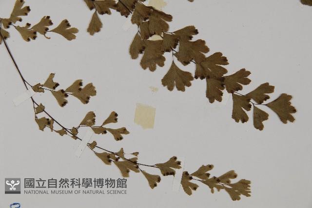 鐵線蕨藏品圖，第3張
