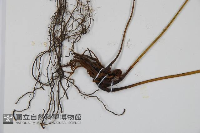 細柄雙蓋蕨藏品圖，第3張