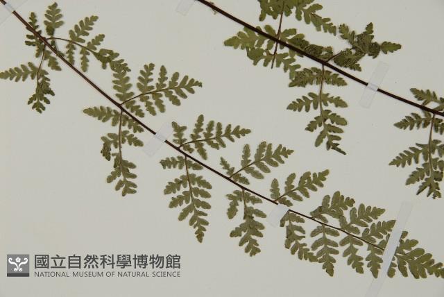 華北粉背蕨藏品圖，第6張