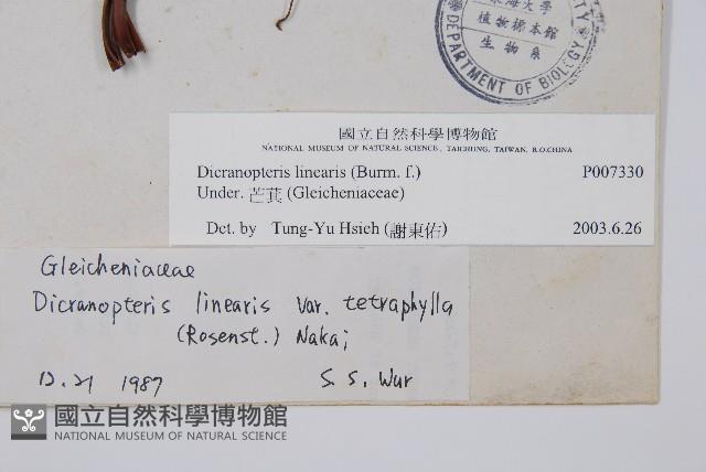 芒萁藏品圖，第2張