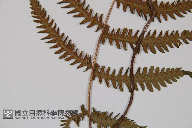 東洋蹄蓋蕨、假蹄蓋蕨藏品圖，第3張