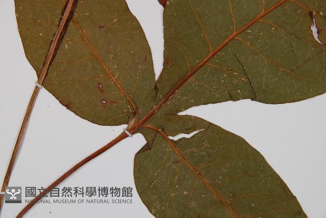 沙皮蕨藏品圖，第2張