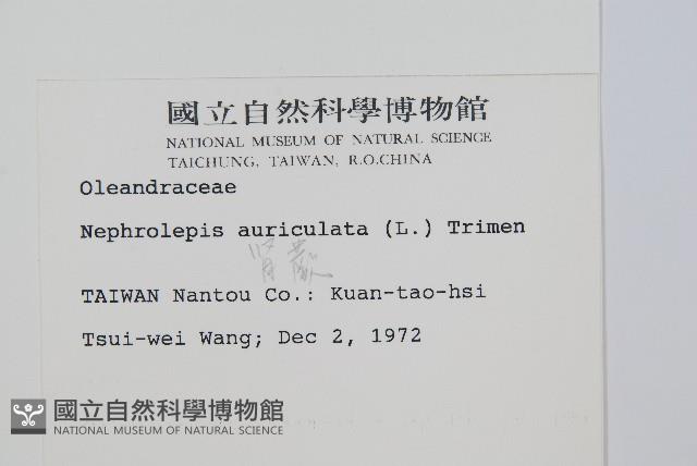 腎蕨藏品圖，第2張
