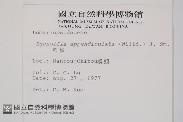 刺蕨藏品圖，第2張