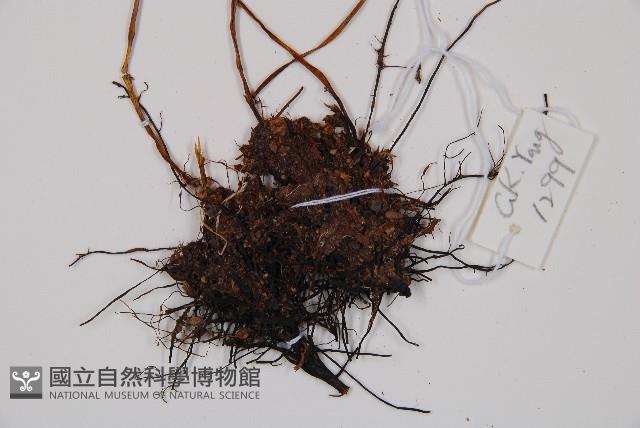 蓬萊蹄蓋蕨藏品圖，第3張