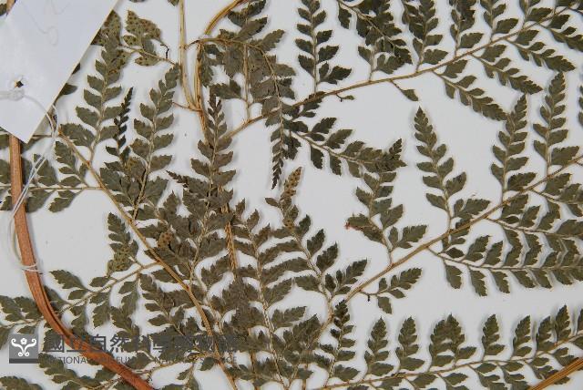 臺灣兩面複葉耳蕨藏品圖，第3張