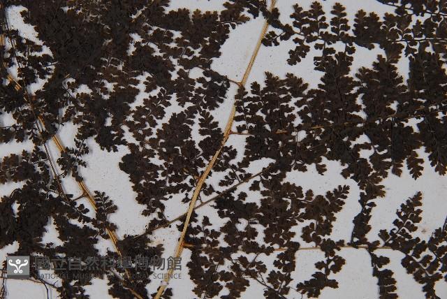 稀子蕨藏品圖，第3張