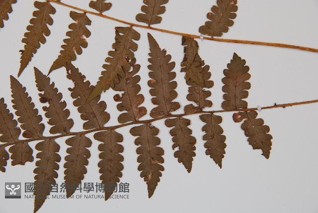 假蹄蓋蕨、東洋蹄蓋蕨藏品圖，第3張