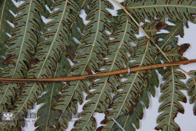 日本狗脊蕨藏品圖，第3張