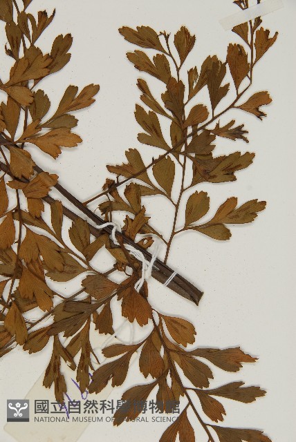 大黑柄鐵角蕨、黃鱗鐵角蕨、大羽鐵角蕨藏品圖，第3張