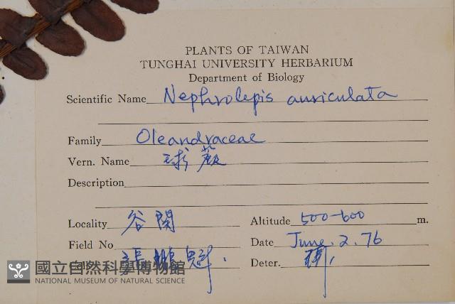 腎蕨藏品圖，第2張