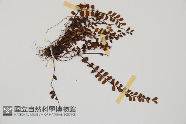 鐵角蕨藏品圖，第3張