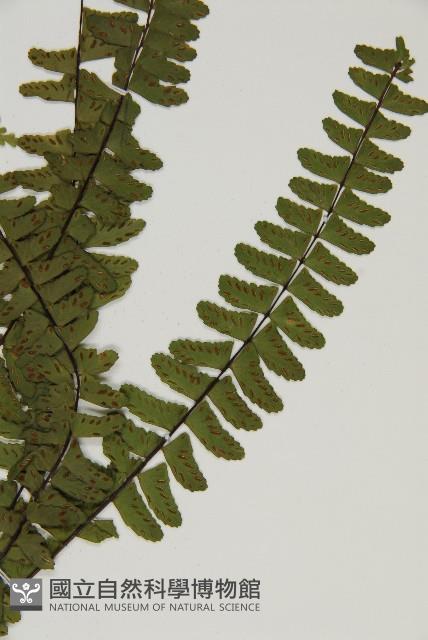 生芽鐵角蕨藏品圖，第3張