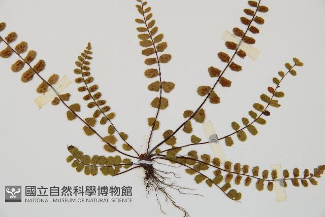 鐵角蕨藏品圖，第3張