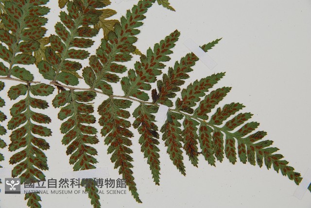 阿里山蹄蓋蕨藏品圖，第3張
