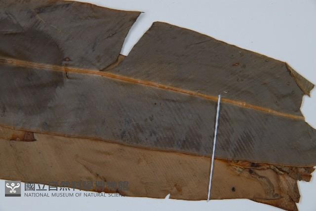 長葉巢蕨藏品圖，第3張