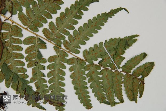 Accession Number:P009530 Collection Image, Figure 3, Total 5 Figures