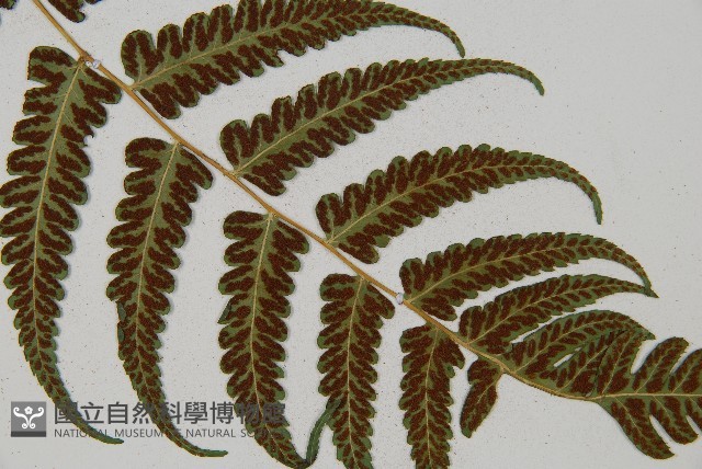 琉球雙蓋蕨藏品圖，第6張