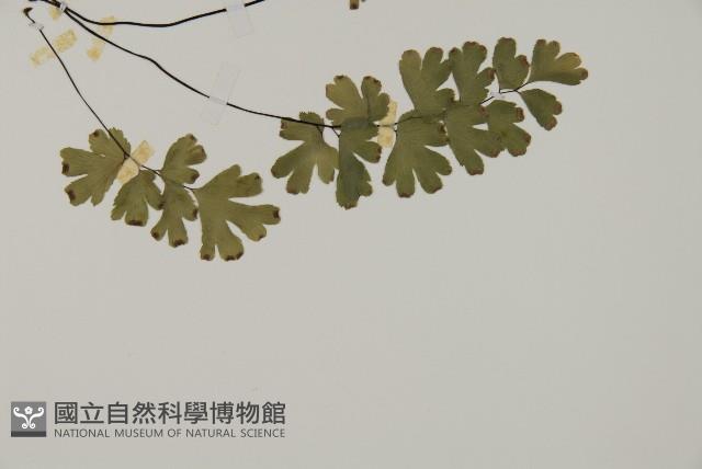 鐵線蕨藏品圖，第3張