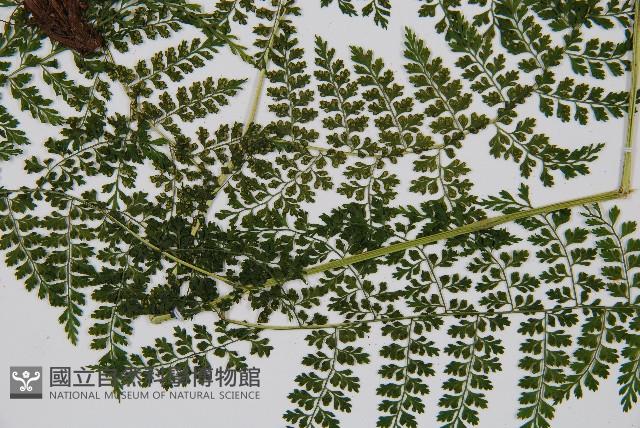 稀子蕨藏品圖，第3張