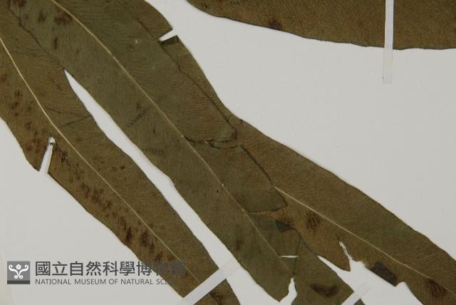 日本鳳丫蕨藏品圖，第3張