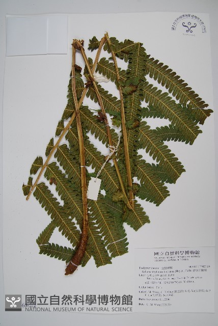 蘭嶼圓腺蕨藏品圖，第3張
