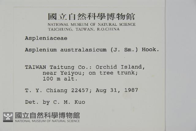 南洋山蘇花藏品圖，第2張