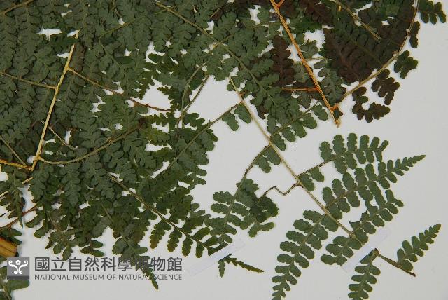 刺柄碗蕨藏品圖，第3張