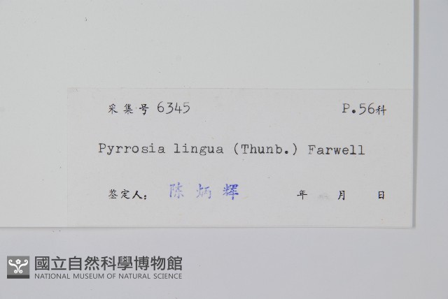 石葦藏品圖，第2張