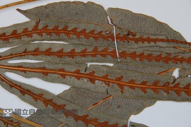 崇澍蕨藏品圖，第6張