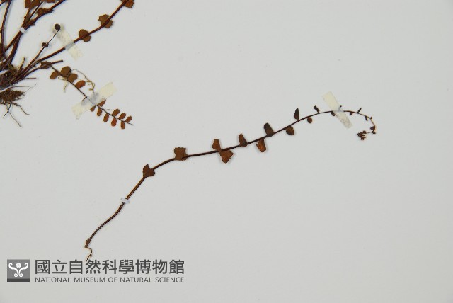 鐵角蕨藏品圖，第3張