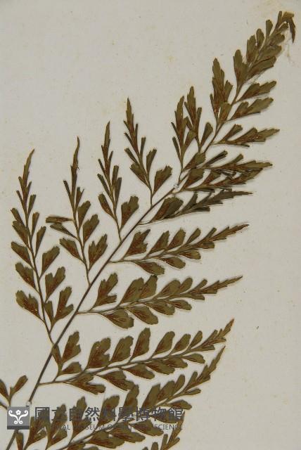 大黑柄鐵角蕨、黃鱗鐵角蕨、大羽鐵角蕨藏品圖，第3張