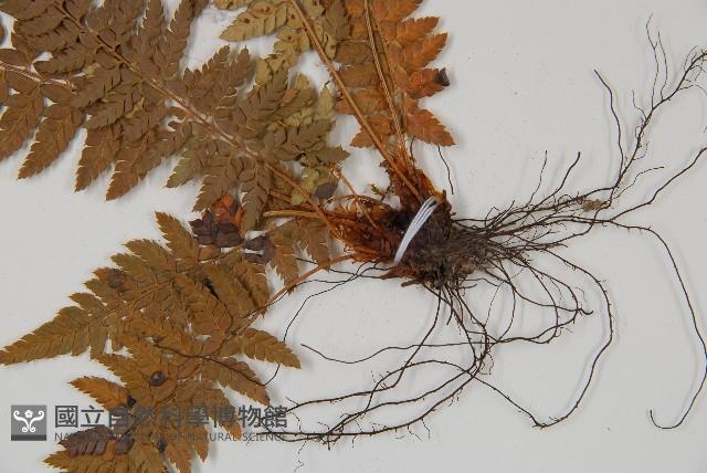 登錄號:P006060藏品圖，第3張