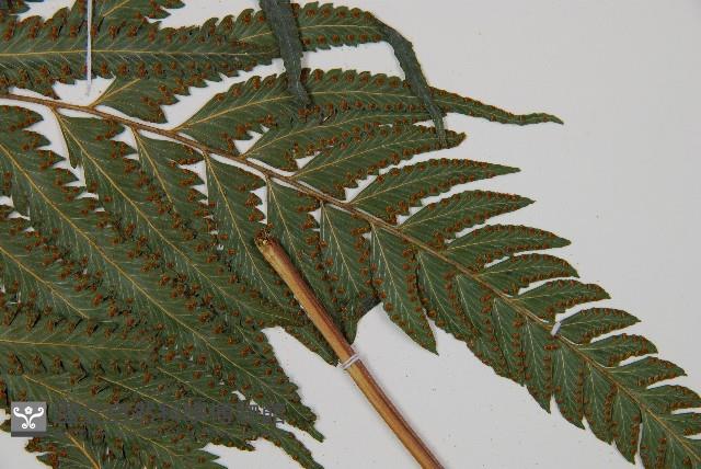 邊緣鱗蓋蕨藏品圖，第6張