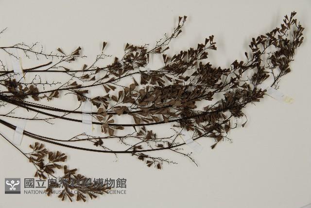 臺灣高山鐵線蕨藏品圖，第3張