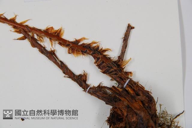 闊葉鱗毛蕨藏品圖，第3張