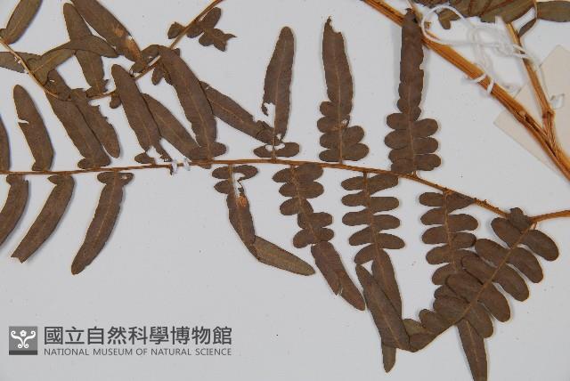 蕨藏品圖，第3張