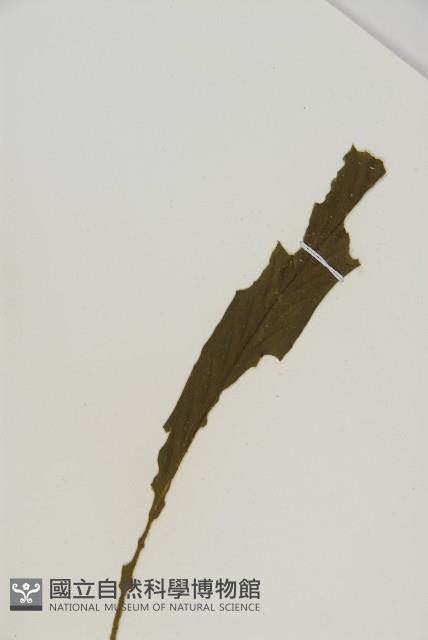 劍葉鐵角蕨、箭葉鐵角蕨藏品圖，第3張