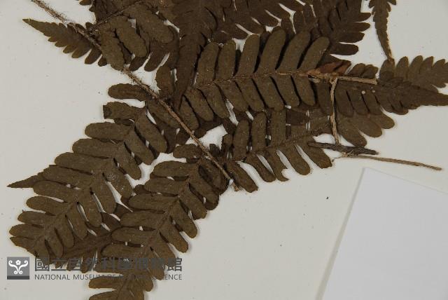 愛德氏肋毛蕨藏品圖，第3張
