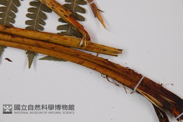 擬德氏雙蓋蕨藏品圖，第3張