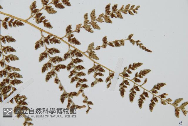 細葉複葉耳蕨藏品圖，第3張