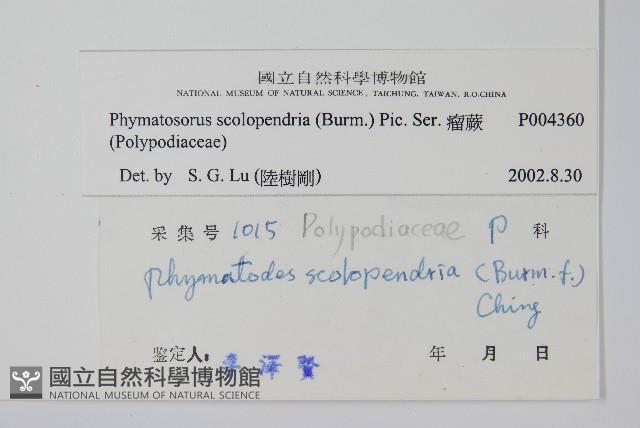 海岸擬茀蕨、海岸星蕨藏品圖，第2張