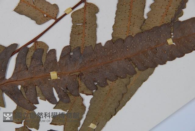 黑桫蕨藏品圖，第3張