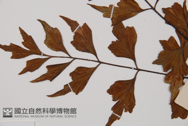 石生鐵角蕨藏品圖，第3張