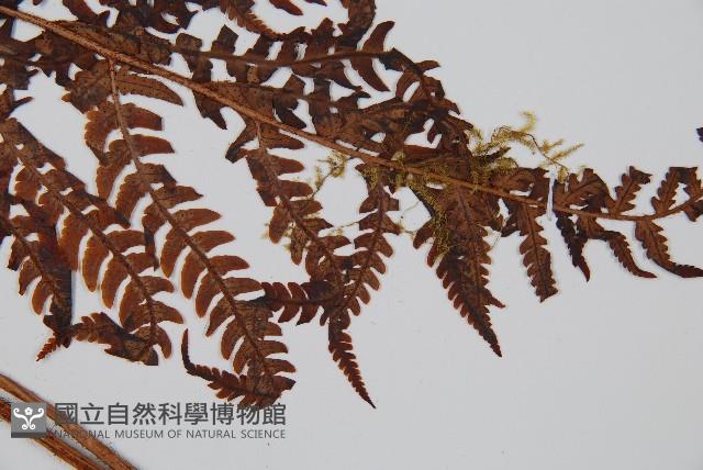 兩色鱗毛蕨藏品圖，第3張