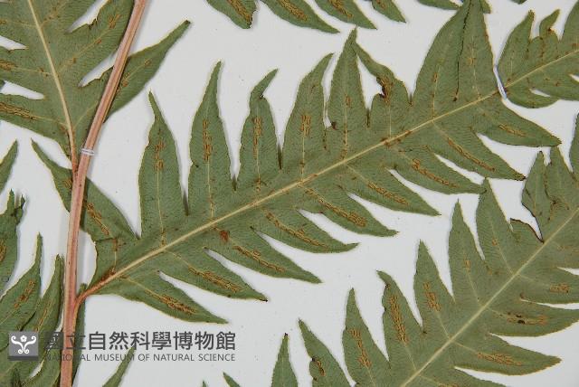 生芽狗脊蕨、頂芽狗脊蕨藏品圖，第3張