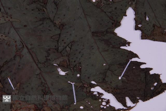 雲南三叉蕨藏品圖，第3張